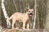 BORDER TERRIER 009